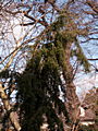 Juniperus communis Horstmann IMG_4566 Jałowiec pospolity